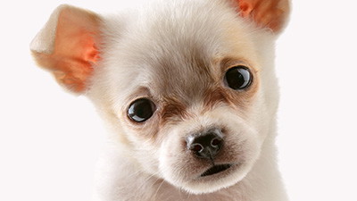 The Science of Adorable