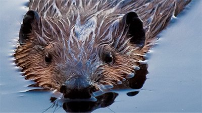 Aquatic Engineer at Your Service—North American Beaver