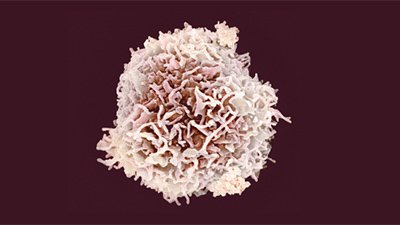 Lymphocytes—Our Body’s Dynamic Defenders