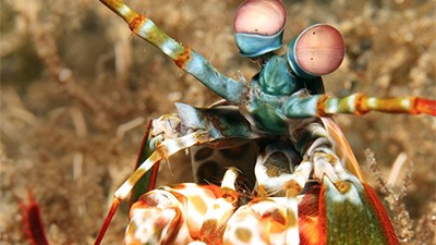 Mantis Shrimp—Pint-Sized Prizefighters