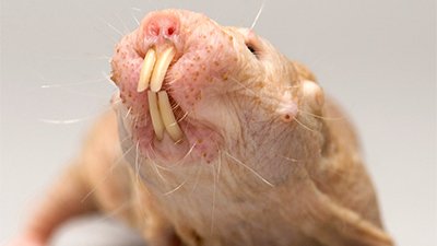 Naked Mole Rats: A Special Kind of Ugly