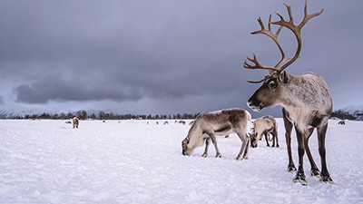 Reindeer: Thriving in a Winter Wonderland