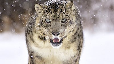 Snow Leopard—The Ultimate Cool Cat