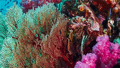 Coral Reefs: The World Beneath the Waves