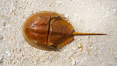 Horseshoe Crab—Lifesaving Living Fossil