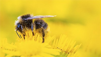 Bumblebees: An Electric Exchange
