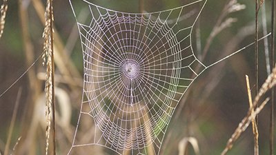Spiders Listen with Their Webs