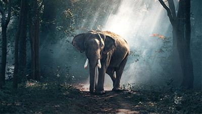 Living Large