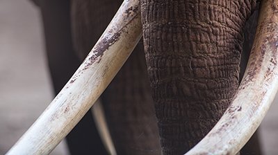 The Ivory Trade: A Business Built on Blood and Bones
