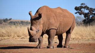 Rhinos: Horning in on evolutionary assumptions