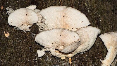 Oyster Mushrooms Poison Prey