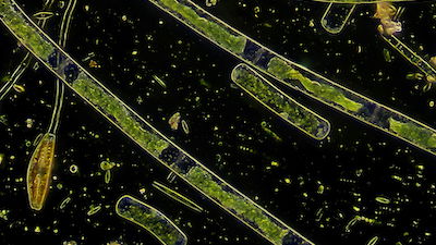 Phytoplankton Balloon
