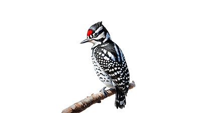 What We Knew About the Woodpecker