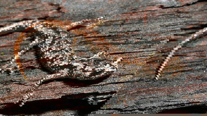 Wandering Salamander: Blood-Powered Toes