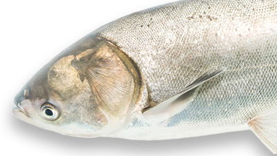 A Collision of Species