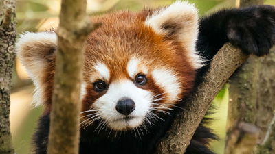 Red Panda or Red Imposter?