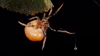 Bolas Spiders—Eight-Legged Gauchos