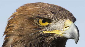 Birds of Prey