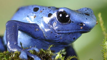 Amphibians