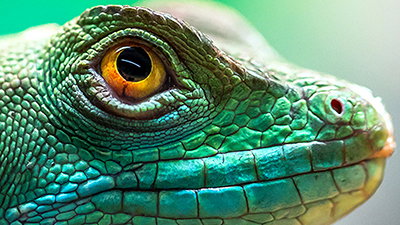 Answers Magazine Features Lethal Lizards and More