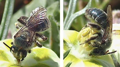 New Species of “Sparkly Blue” Bee Discovered in Texas