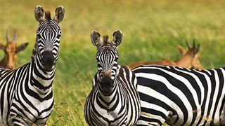 How Did Animals Get to Places All Around the World?