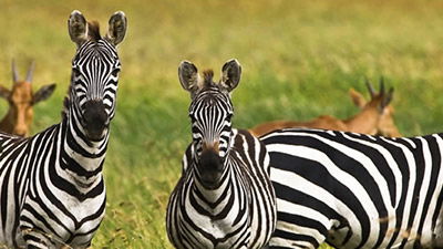 Supplemental material for the <i>Zoo Guide: A Bible-Based Handbook to the Zoo</i>
