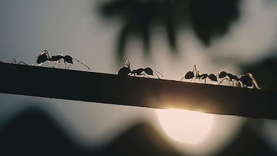 “Almost Impossible to Believe”: Interspecies Cloning Seen in Ants