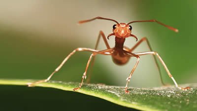 Ants—Millimeter Messengers