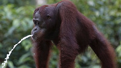 Apes and Humans: Different Saliva!
