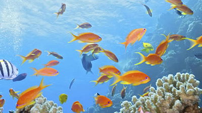 Aquatic Animals