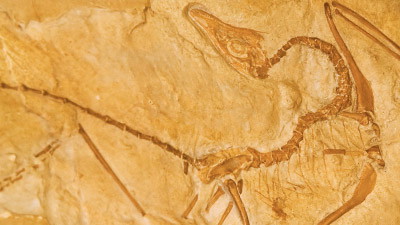 Can a Hypothetical Dino with Wings Fly?