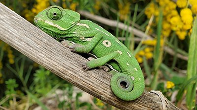 Are Chameleons Evolving Brighter Colors?