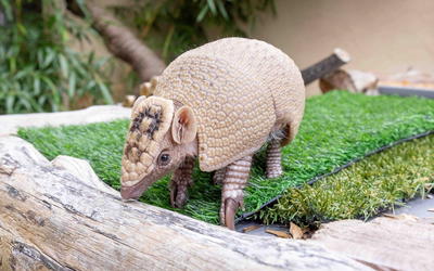 Molecular and Morphological Baraminology of Xenarthra