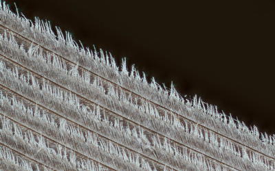 Biochemistry of Dinofuzz:  Feathers, Filaments, Fuzz, or Folly?