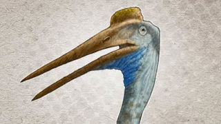 Were These Ark Animals?