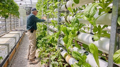 Staff Spotlight: Horticulture Crew Grows 36,500 Heads of Lettuce a Year