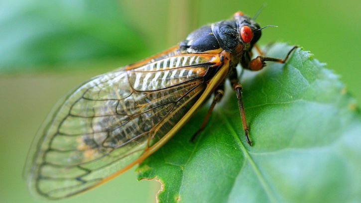 Why Do Cicadas Live Underground for So Long?