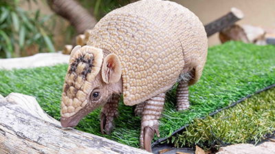 Zoo Update: Baby Armadillo Born at the Ark