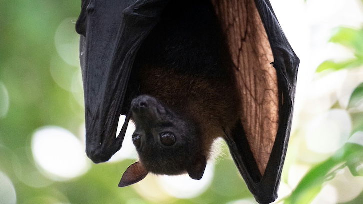 A Bit Batty