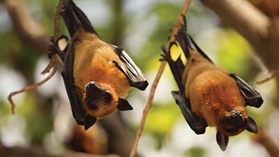Bats Inspire High-Tech New Flying Robots