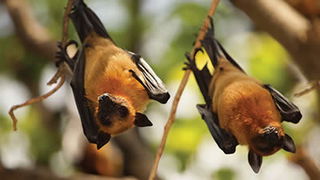 Bats