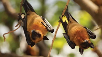 Bats