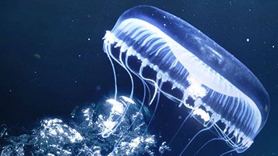 Bioluminescent Sea Creatures