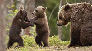 Bears