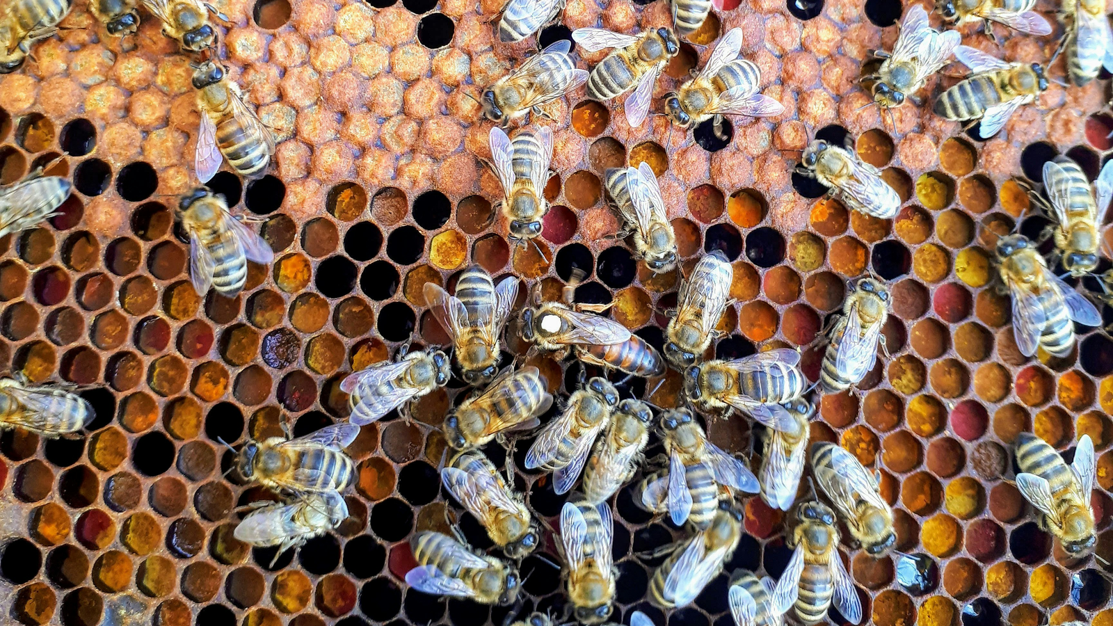 Samson and the Honeybees: Can Bees Really Build a Hive in a Lion Carcass?