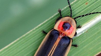 Beetles—Go Anywhere, Do Anything