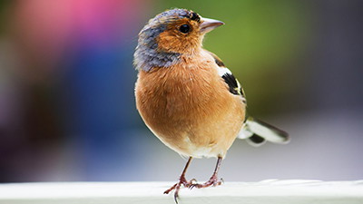 Bird Footprints 60 Million Years Before Birds Evolved?