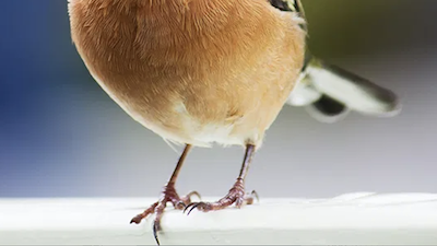 Shocking Study: Fossilized Bird Wrist Looks like Bird Wrist
