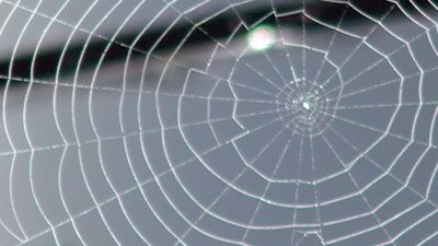 Bird-Saving Spider Webs